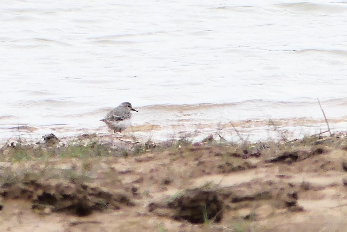 Temminck's Stint - ML617123268