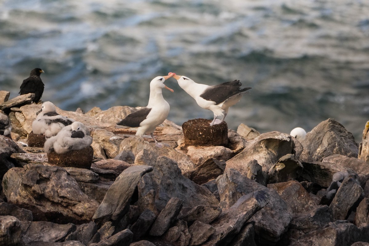 Black-browed Albatross - ML617123271