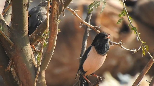 Rosy Starling - ML617123332