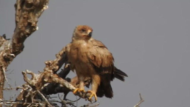 Tawny Eagle - ML617123350