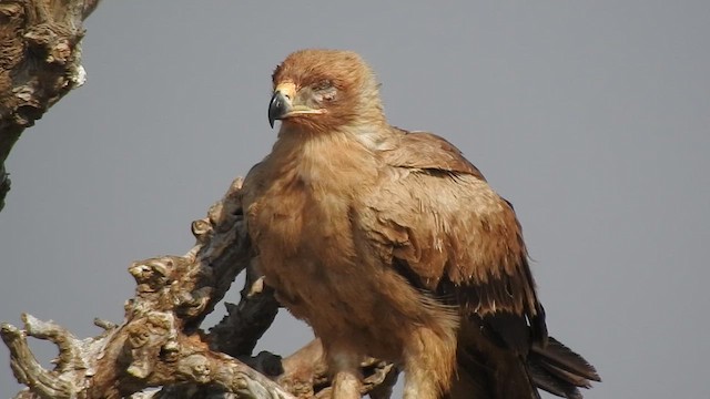 Tawny Eagle - ML617123352