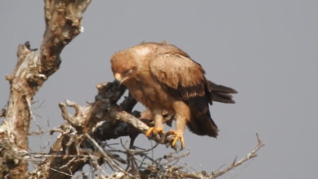 Tawny Eagle - ML617123353