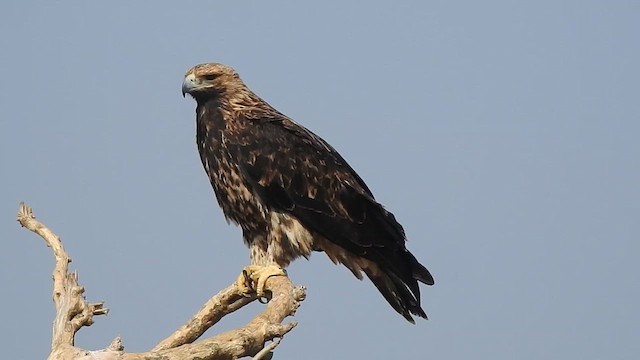 עיט שמש - ML617123369