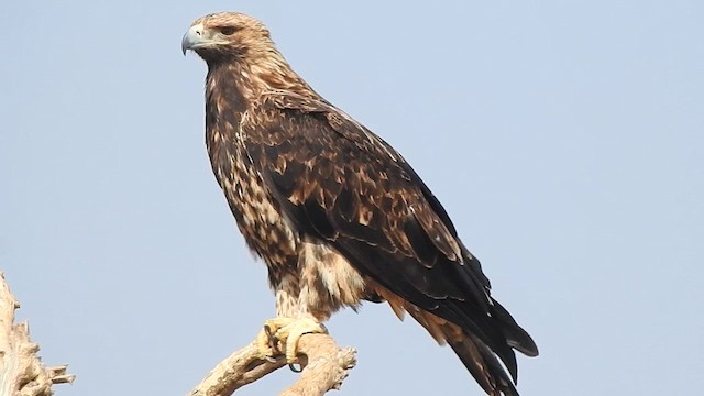 Kaiseradler - ML617123370