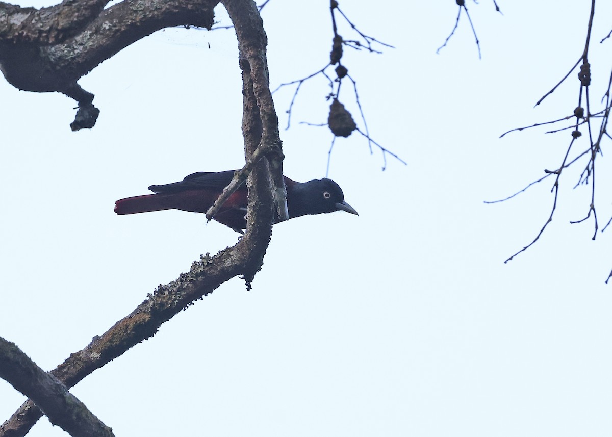 Maroon Oriole - ML617123371