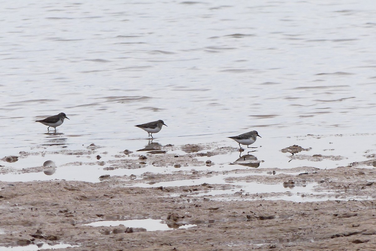 Temminck's Stint - ML617123410