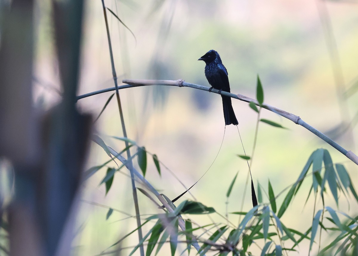 Lesser Racket-tailed Drongo - ML617123421