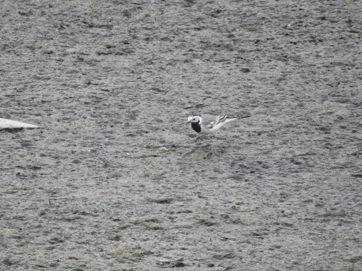 White Wagtail (White-faced) - ML617123431