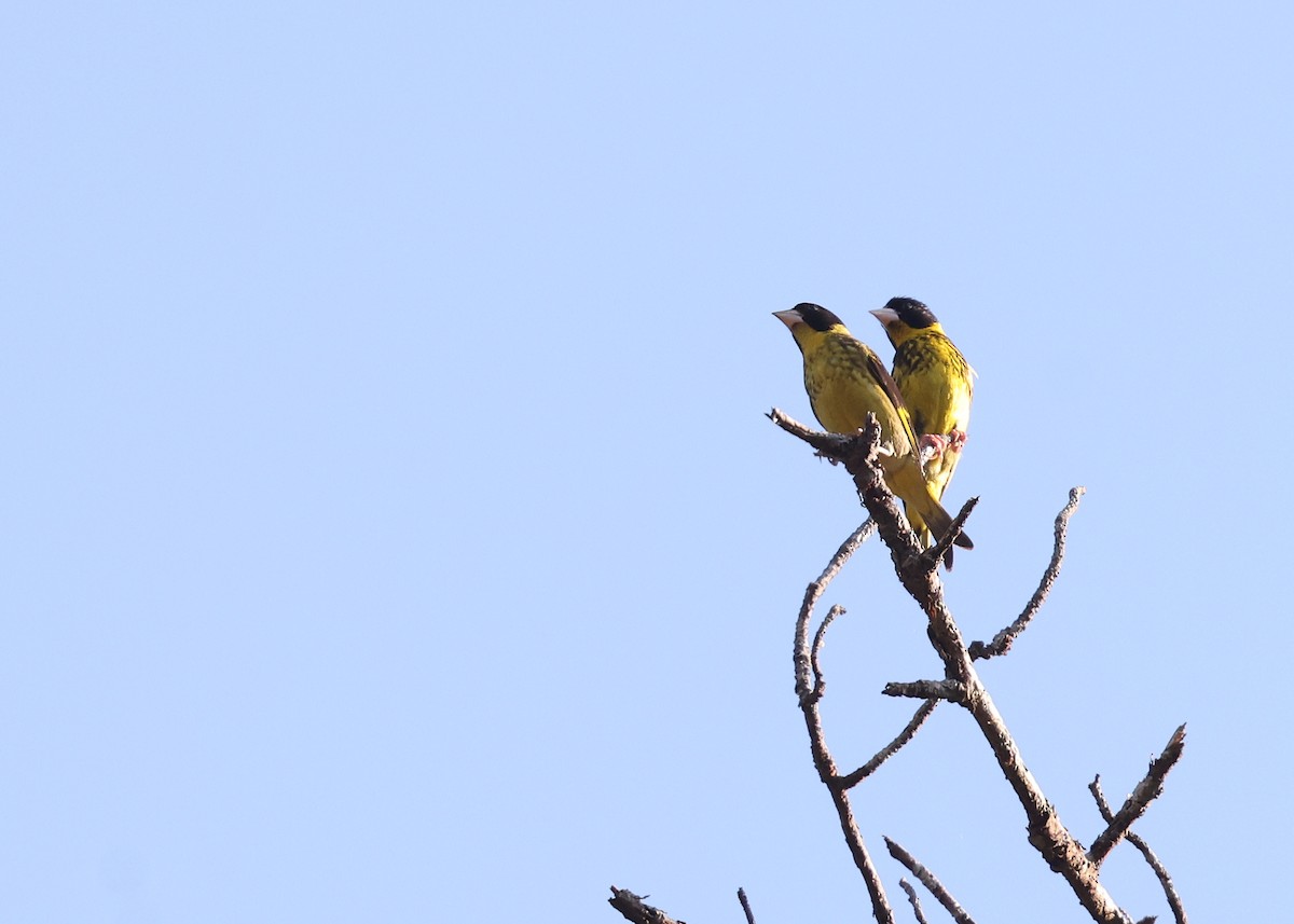 Vietnamese Greenfinch - ML617123455