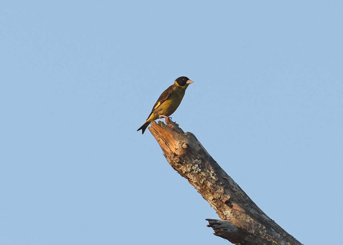 Vietnamese Greenfinch - ML617123456