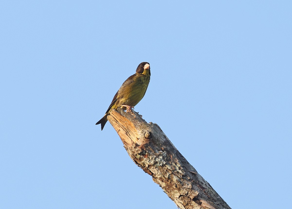 Vietnamese Greenfinch - ML617123464