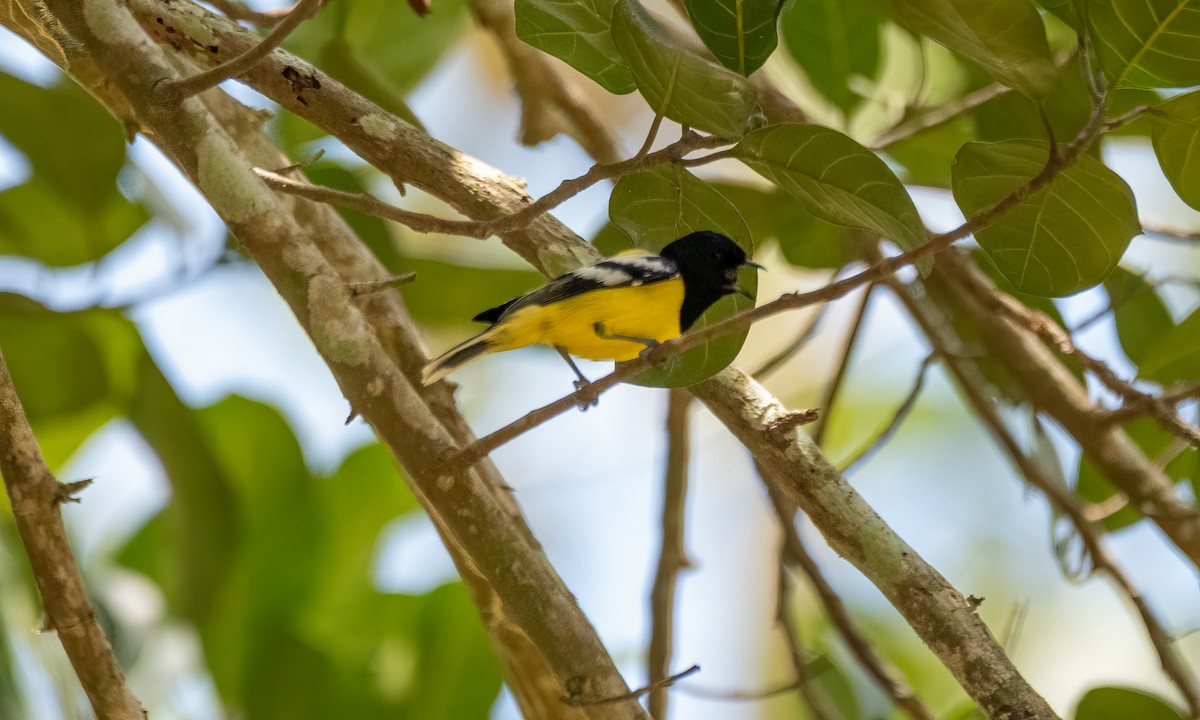 Mésange de Palawan - ML617123467