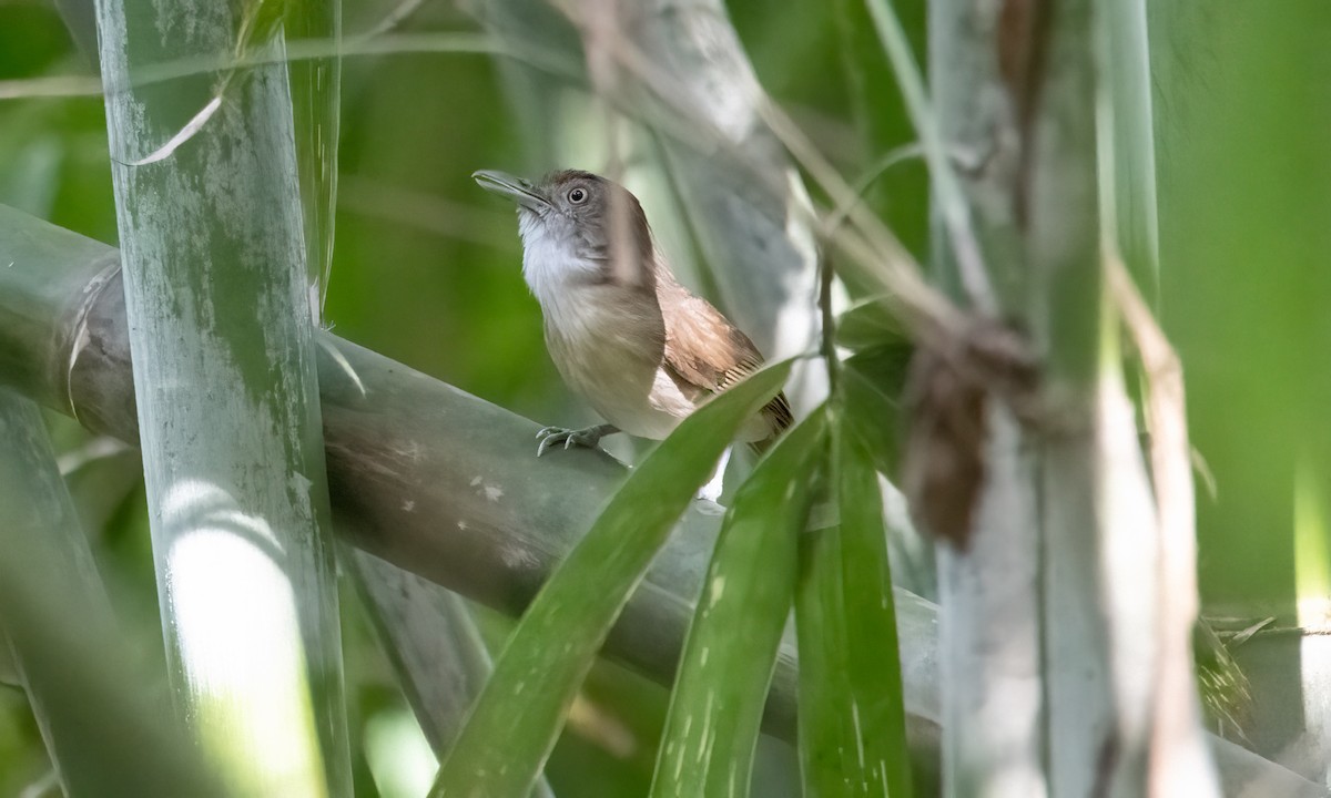 Palawan Babbler - ML617123479