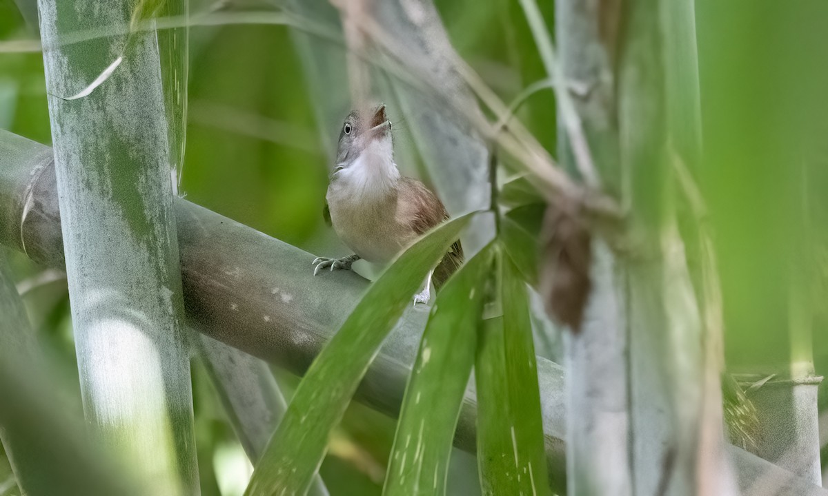 Palawan Babbler - ML617123480