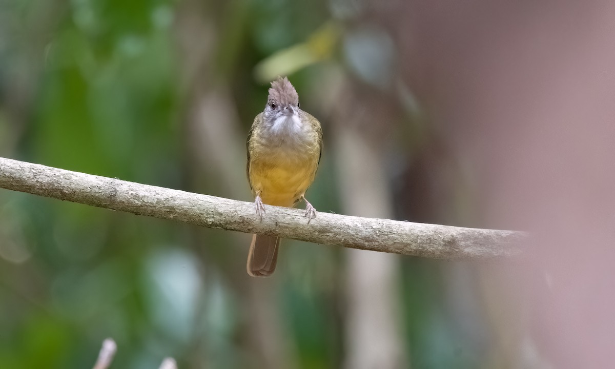 Gray-throated Bulbul - ML617123486