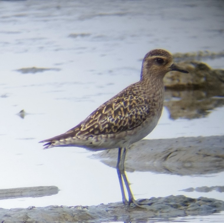 Piviere orientale - ML617123491