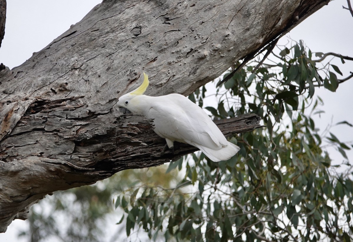 Sulphur-crested Cockatoo - ML617123502