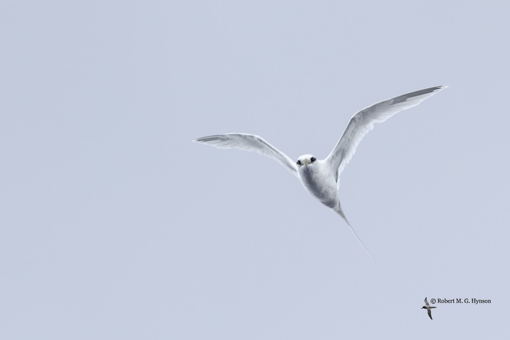 白尾熱帶鳥(dorotheae) - ML617123519