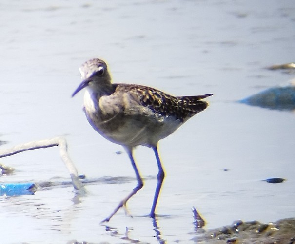 Piro piro boschereccio - ML617123521