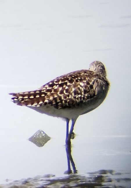 Piro piro boschereccio - ML617123527