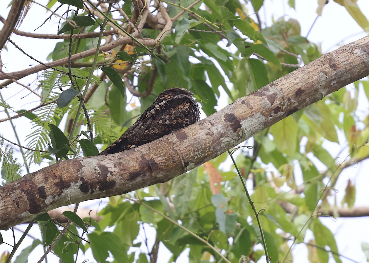 Large-tailed Nightjar - ML617123537