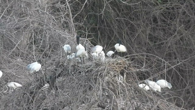 Black-headed Ibis - ML617123544