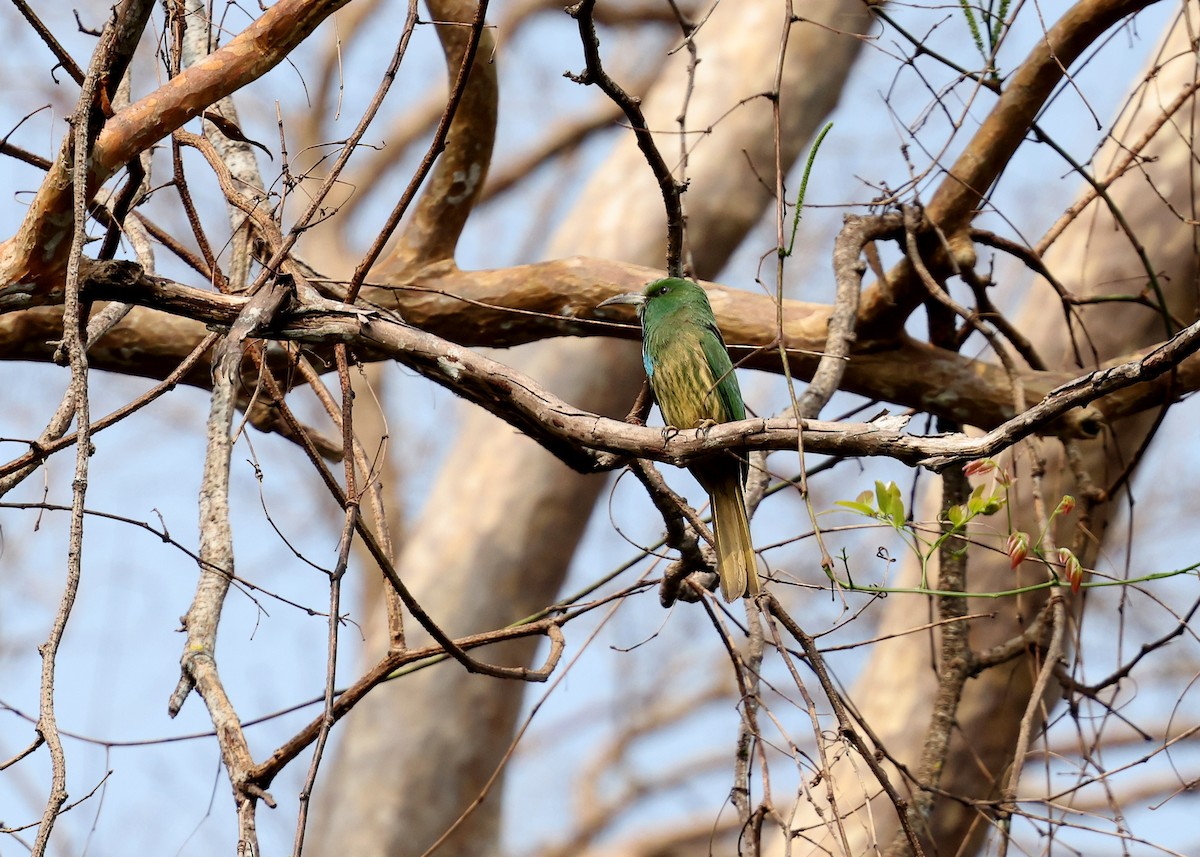 Blue-bearded Bee-eater - Brendan Ryan