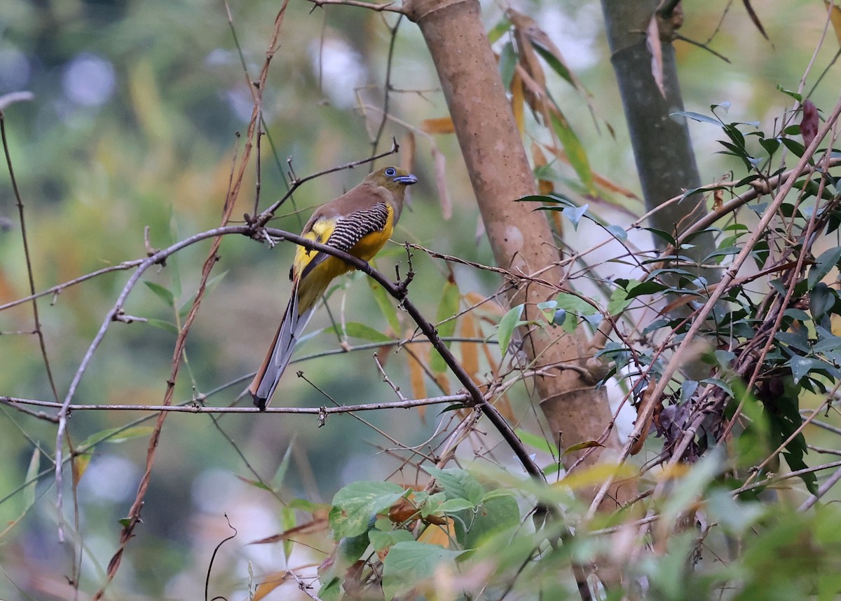 trogon oranžovoprsý - ML617123568