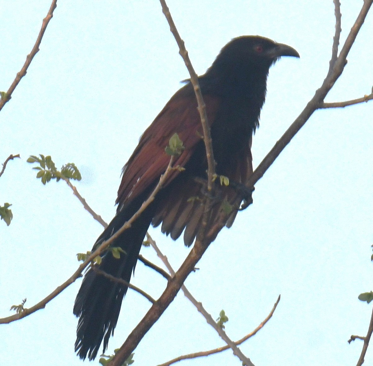 Greater Coucal - ML617123576