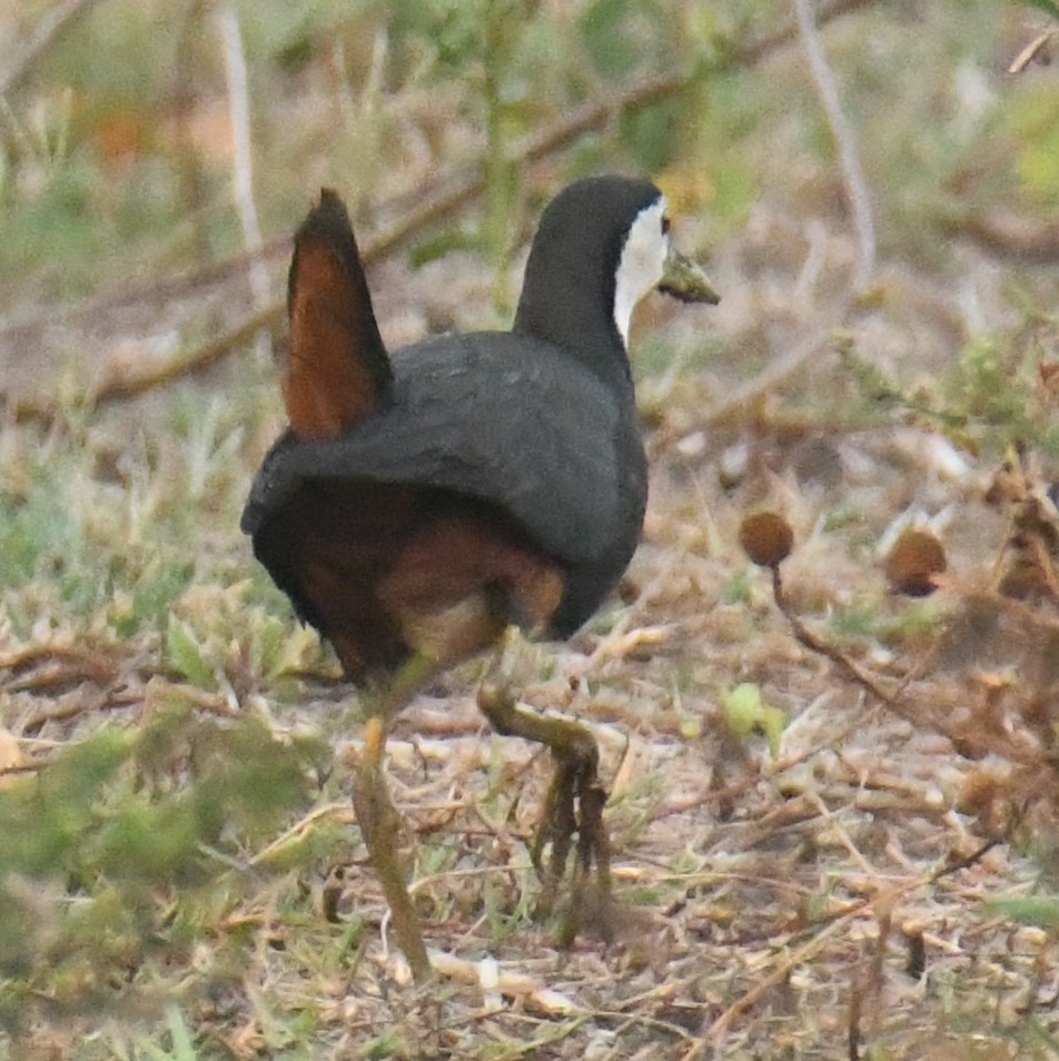 White-breasted Waterhen - ML617123583