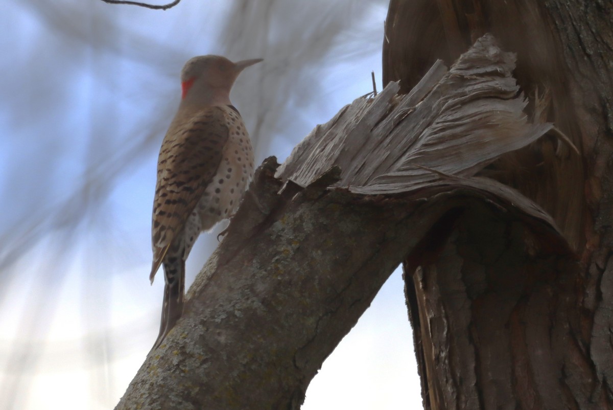 Northern Flicker - Aldo Bertucci