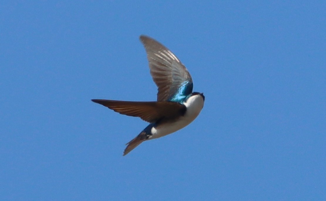 Tree Swallow - Aldo Bertucci