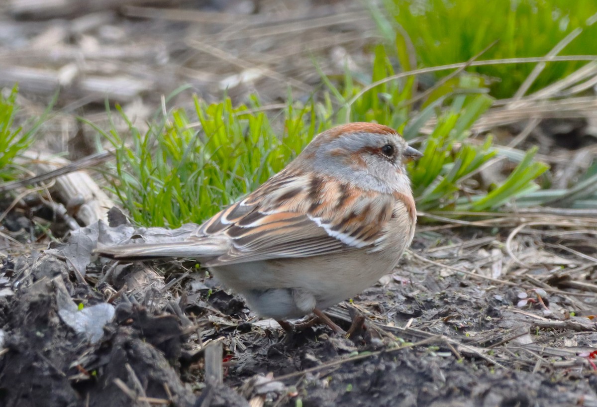 American Tree Sparrow - Aldo Bertucci