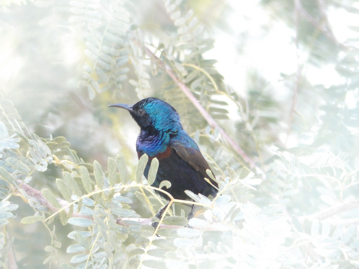 Purple Sunbird - Loïs Bouchet