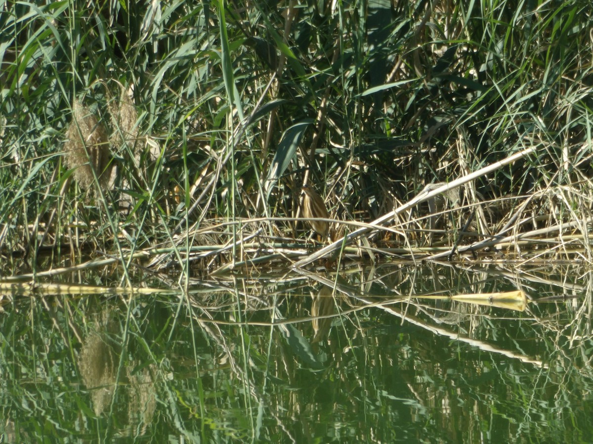 Little Bittern - ML617123651