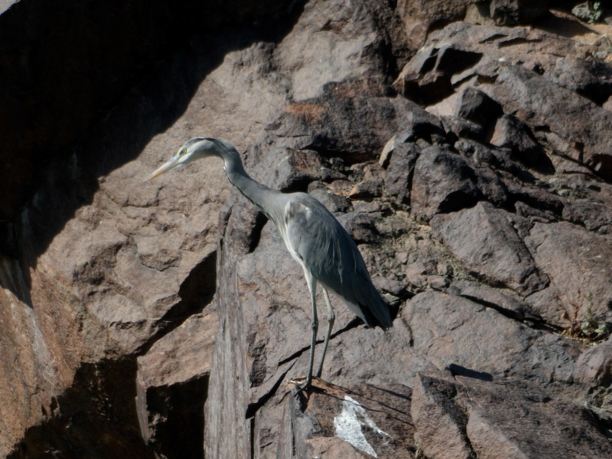 Gray Heron - ML617123664