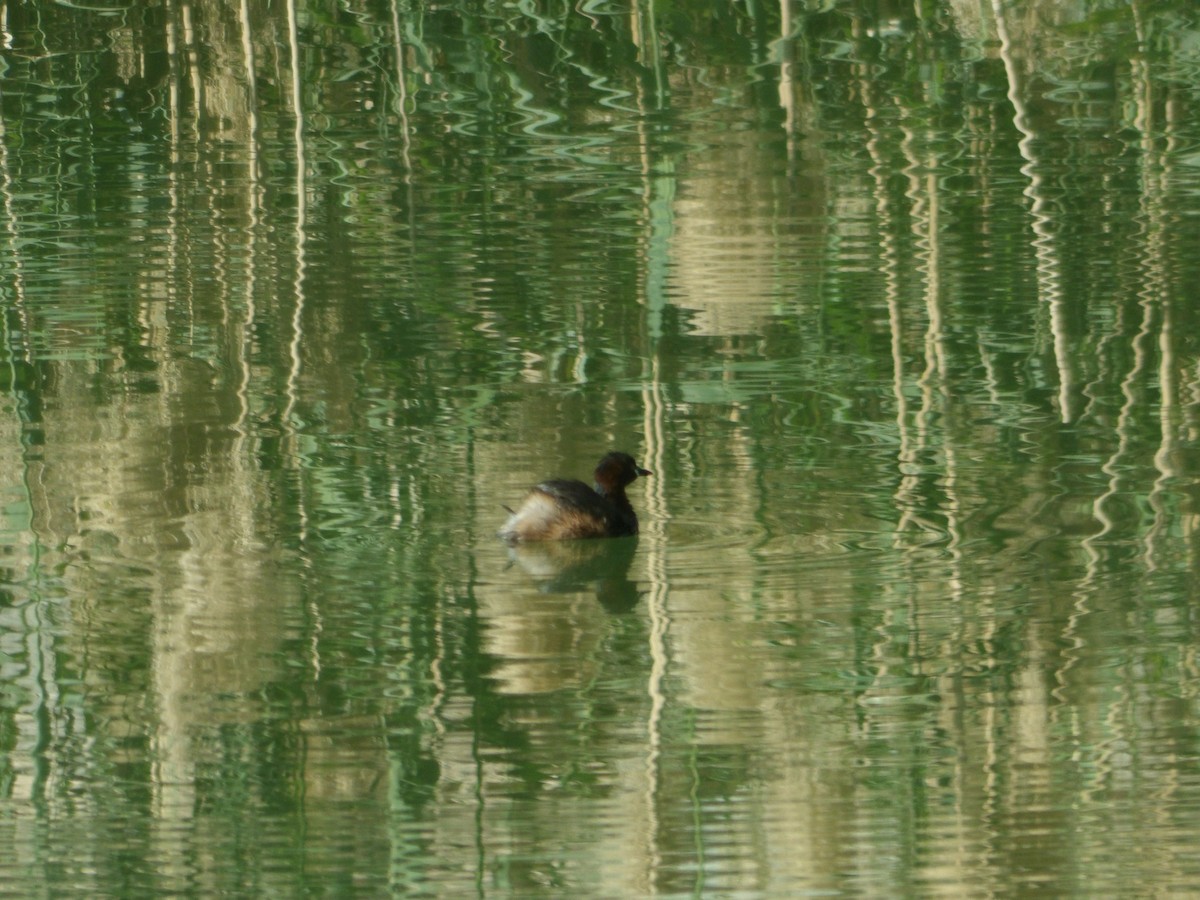 Little Grebe - ML617123672