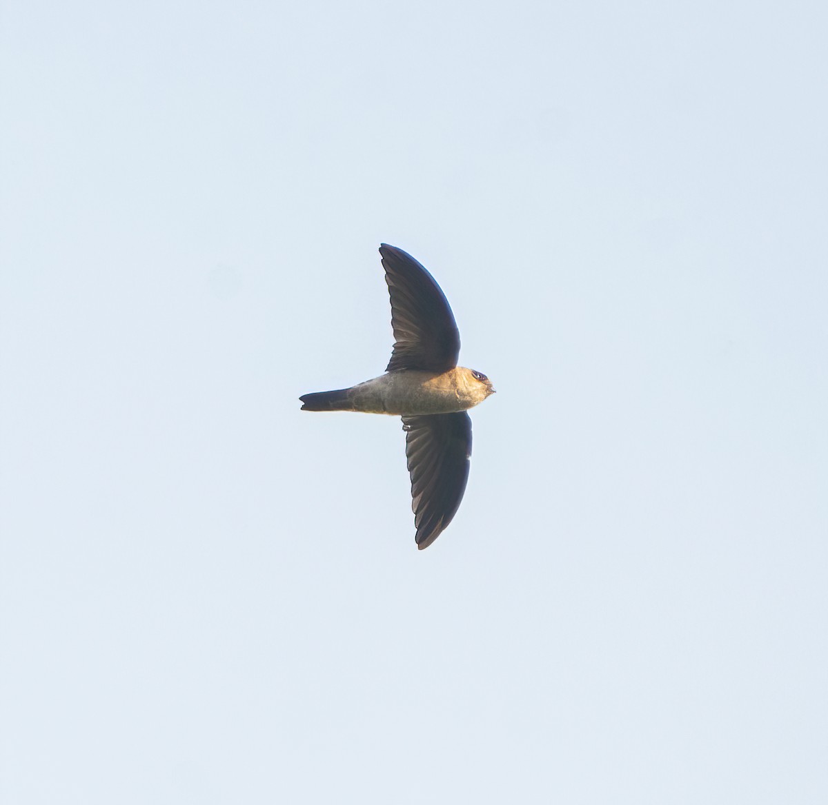 Germain's Swiftlet - ML617123686