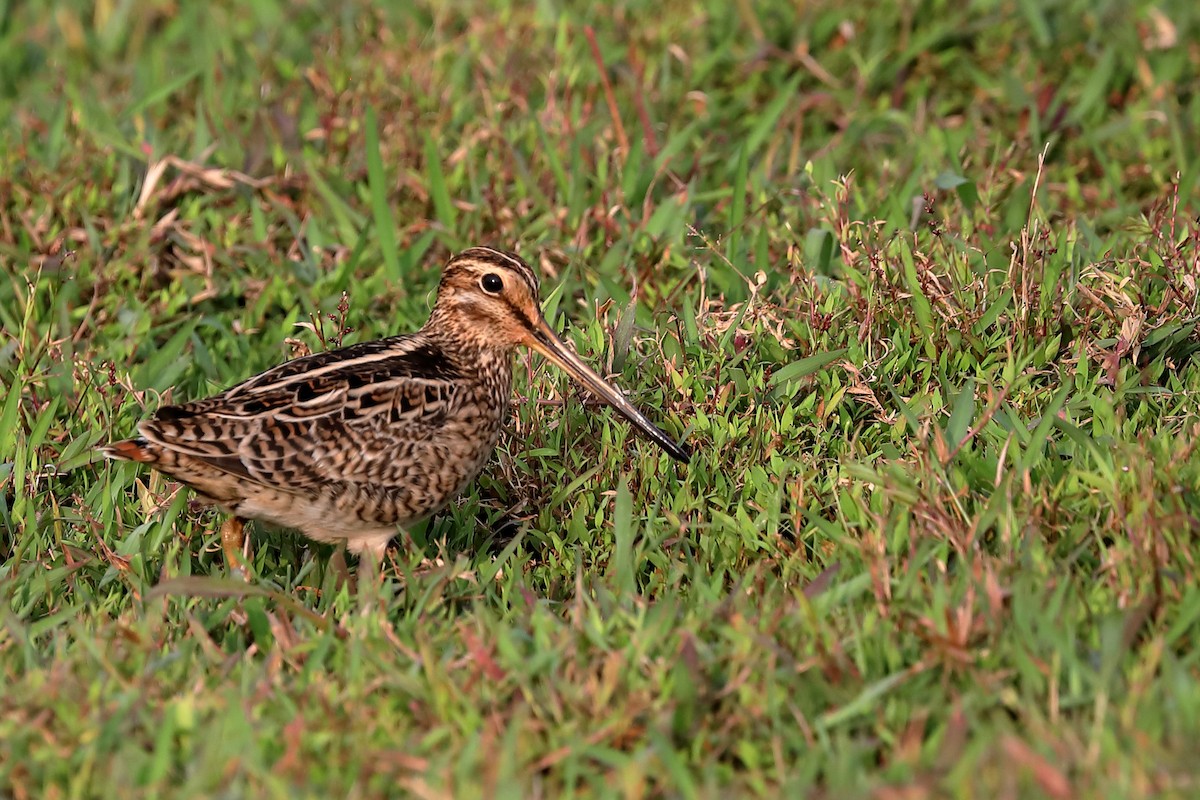 Pin-tailed Snipe - ML617123701