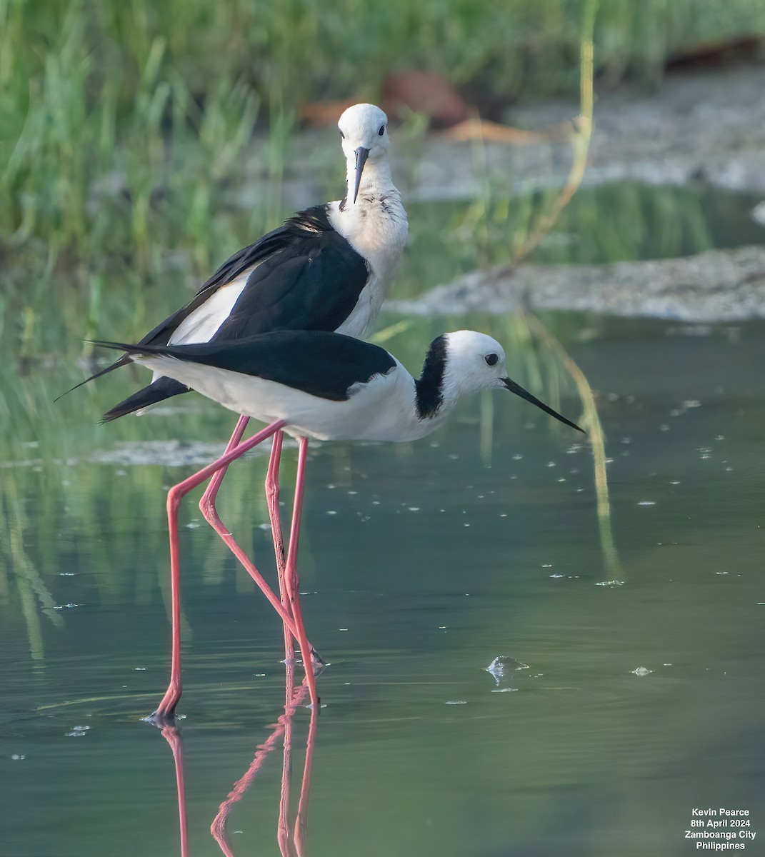 Pied Stilt - ML617123714