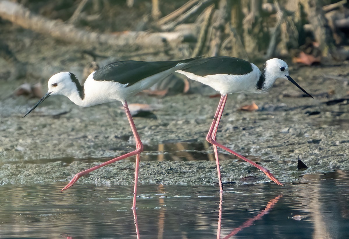 Pied Stilt - ML617123718