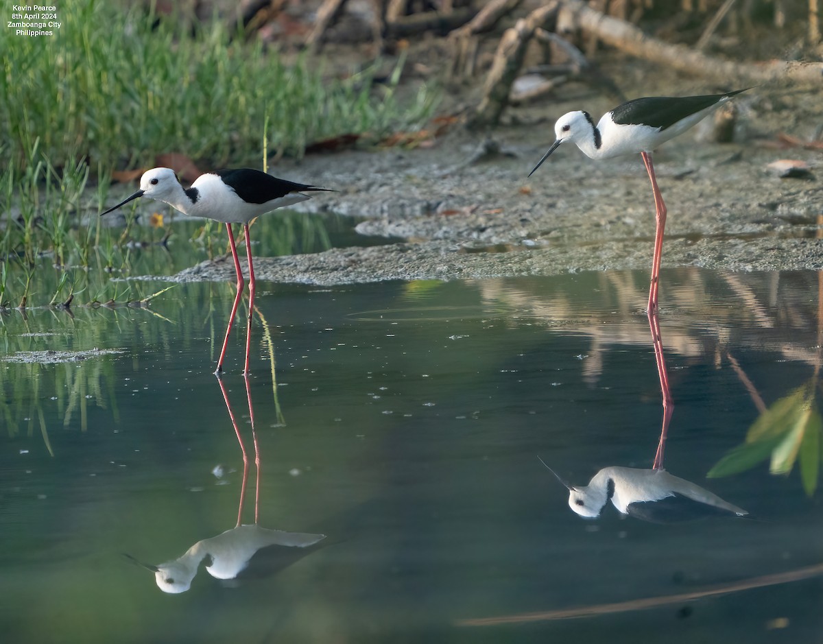 Pied Stilt - ML617123720