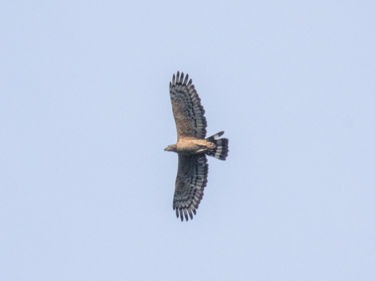 Oriental Honey-buzzard - shyamkumar puravankara