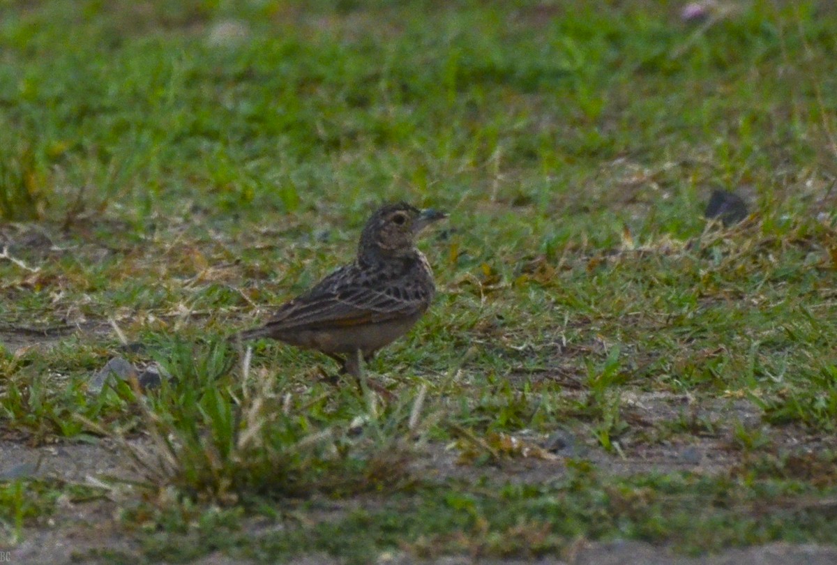 Bengal Bushlark - ML617123733