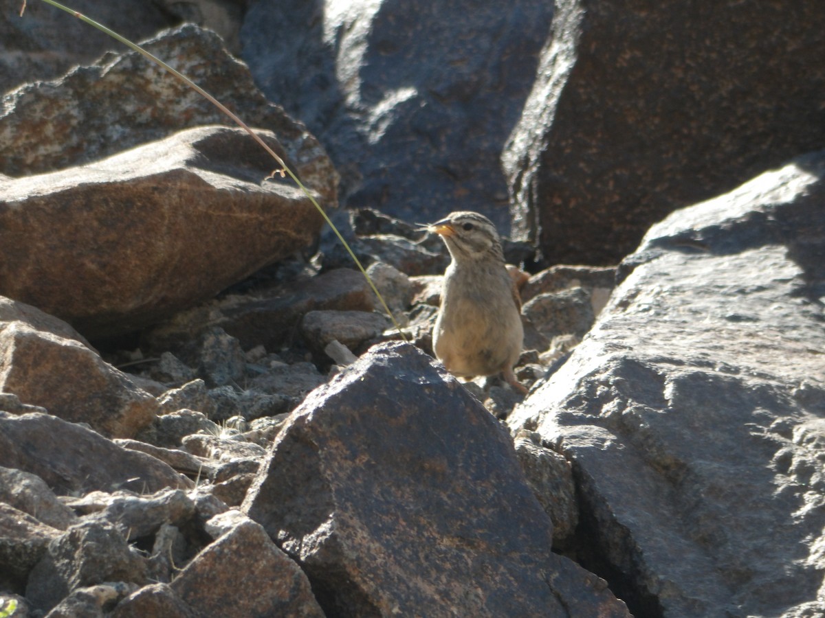 Striolated Bunting - ML617123734