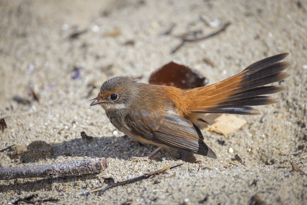 Australian Rufous Fantail - Ron` Waters