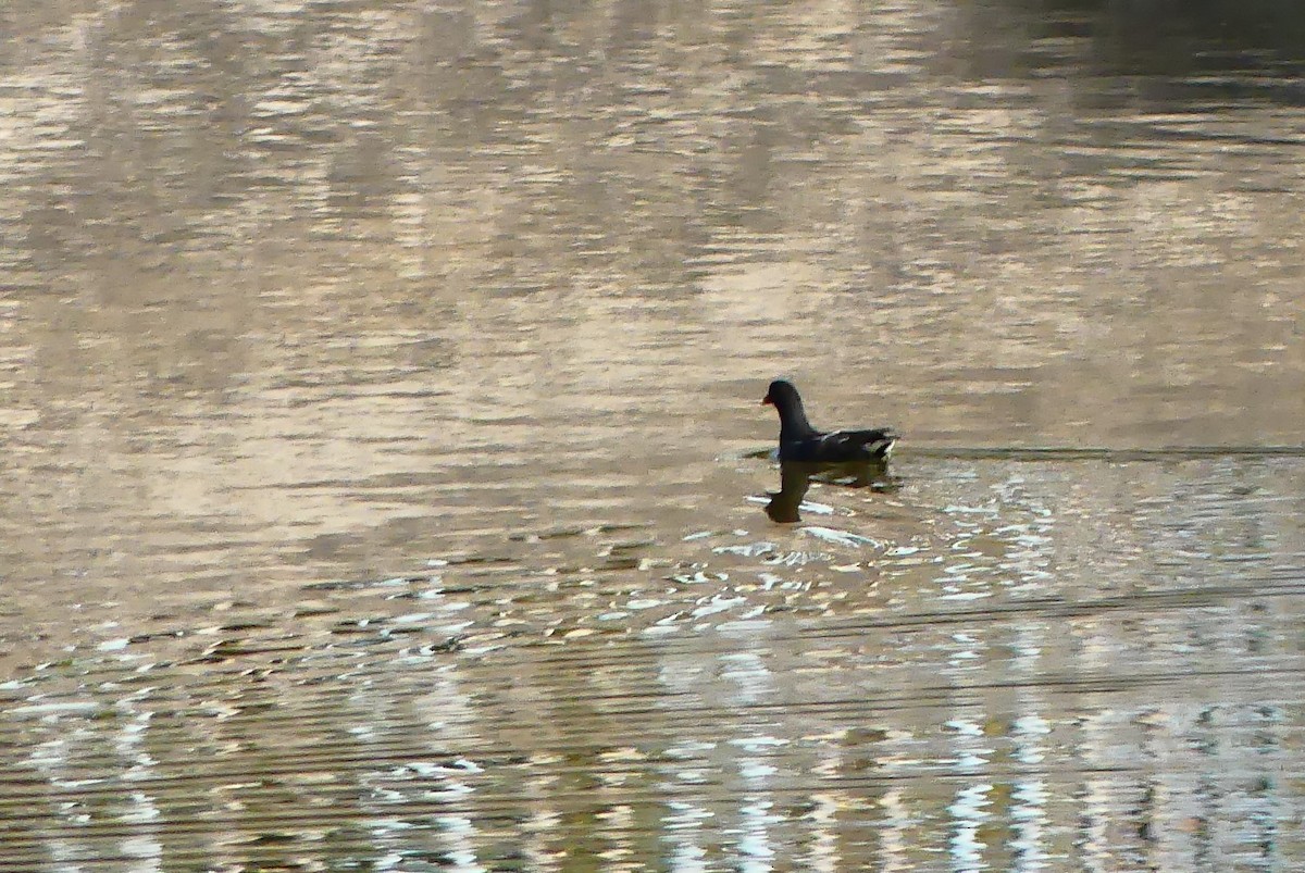 Eurasian Moorhen - ML617123746