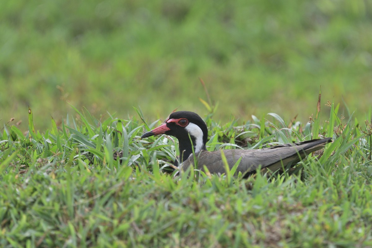 Red-wattled Lapwing - ML617123748