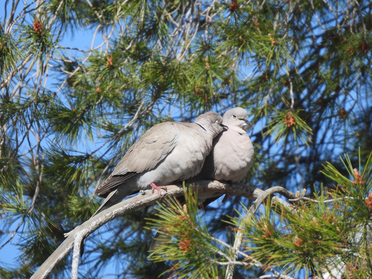 Eurasian Collared-Dove - ML617123766