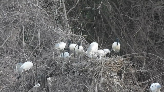 Ibis à tête noire - ML617123783